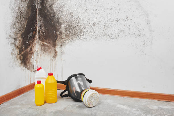 Best Emergency Mold Removal  in Chisholm, ME