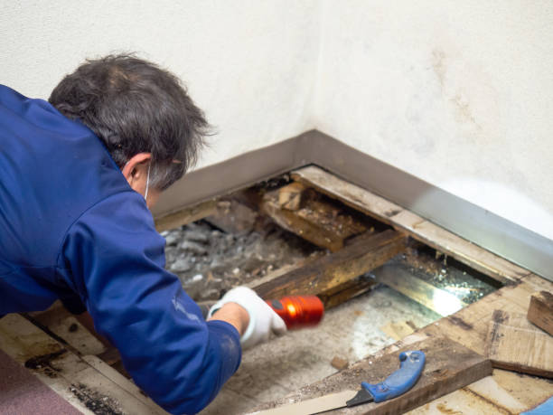 Best Mold Removal Specialists  in Chisholm, ME