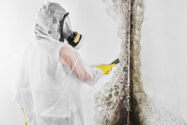Best Black Mold Removal  in Chisholm, ME