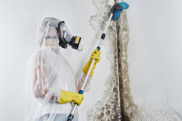 Best Home Mold Removal  in Chisholm, ME