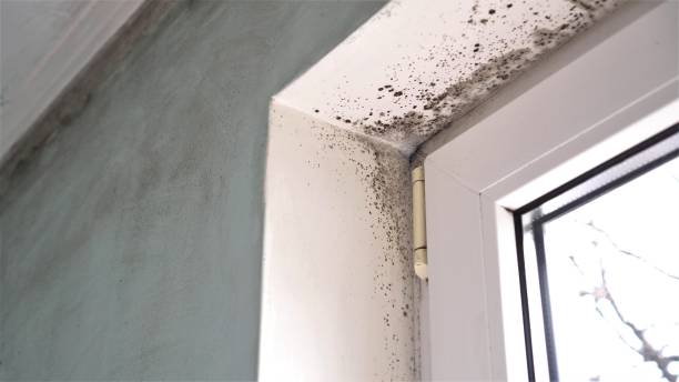 Best Mold Testing  in Chisholm, ME