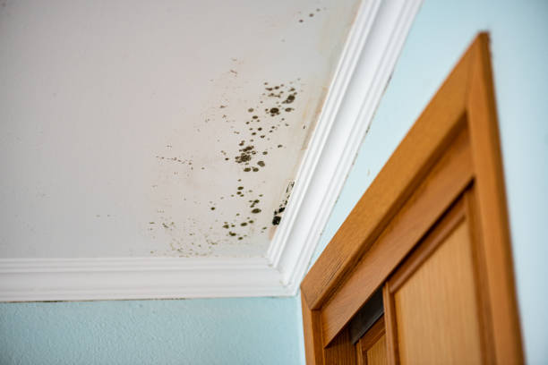Professional Mold Removal in Chisholm, ME