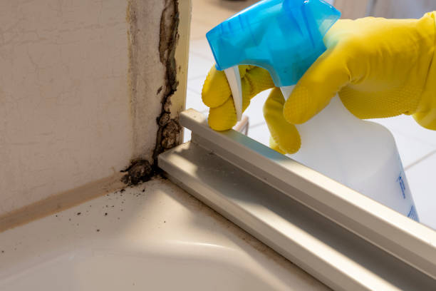 Best Residential Mold Removal  in Chisholm, ME