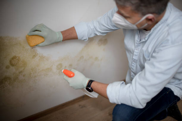 Best Commercial Mold Removal  in Chisholm, ME