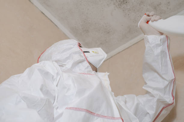 Best Commercial Mold Removal  in Chisholm, ME