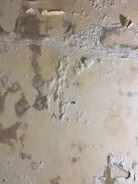 Best Mold Removal Near Me  in Chisholm, ME