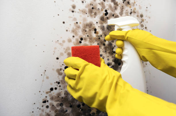 Home Mold Removal in Chisholm, ME