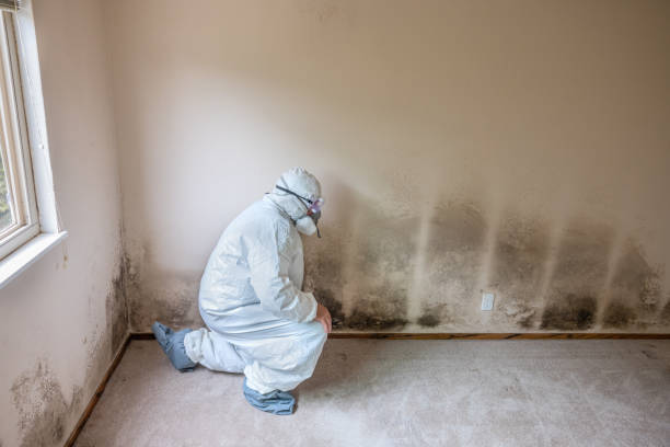 Best Professional Mold Removal  in Chisholm, ME