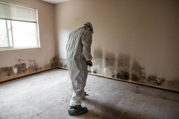 Best Best Mold Removal Companies  in Chisholm, ME