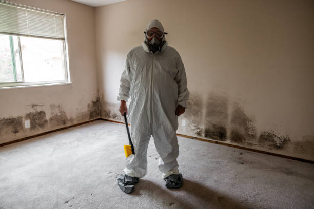 Best Home Mold Removal  in Chisholm, ME