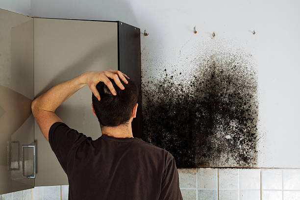 Best Mold Removal Company Near Me  in Chisholm, ME